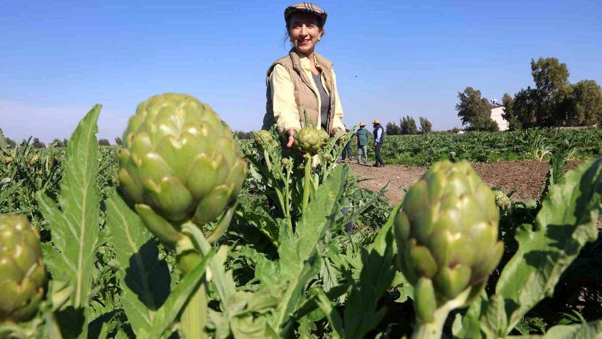 7 yıl ürün almak için çabaladı! 120 dönümde ilk hasat heyecanı yaşıyor