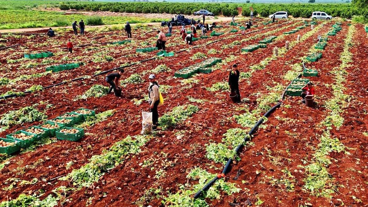 Turfanda ‘Sarı altın’ hasadı başladı! Dönüme 3 ton ürün alınıyor, kilosu 25 TL’den satılıyor