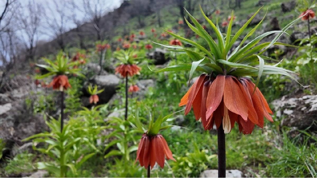 Doğanın narin çiçeği! Koparana 700.000 TL ceza kesiliyor