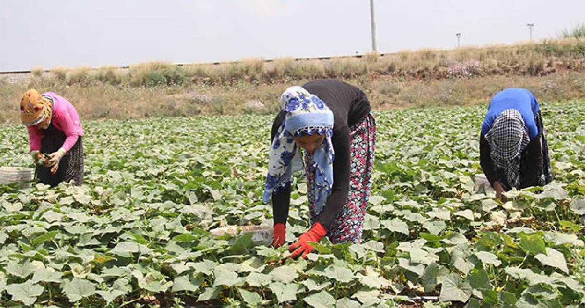 Tarım işçileri ne kadar yevmiye alacak? Selendi’de günlük yevmiye tutarları açıklandı