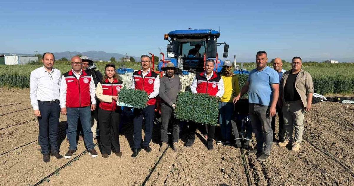 İlk mahsul mesaisi başladı! Manisa’da domates fideleri toprakla buluşuyor, Haziran’da toplanacak
