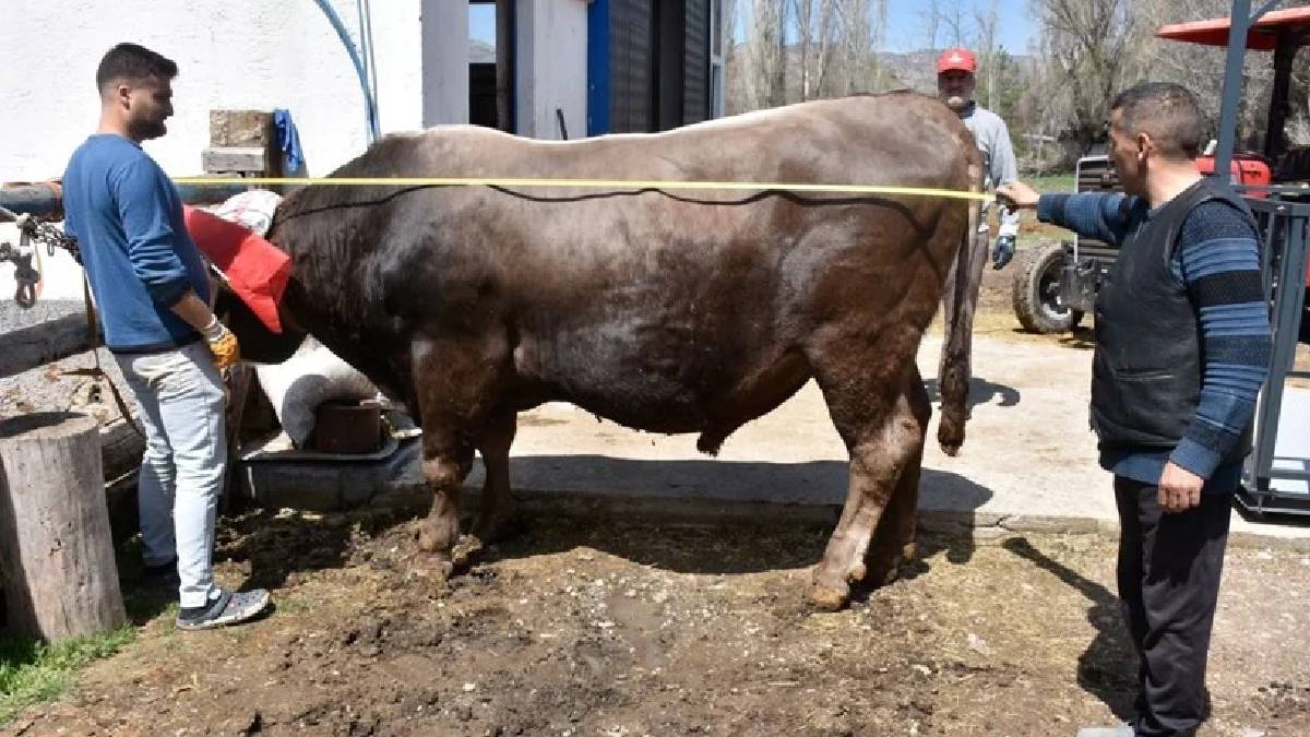 1 ton 180 kilo ağırlığında! Dev tosun kantara bile sığmıyor