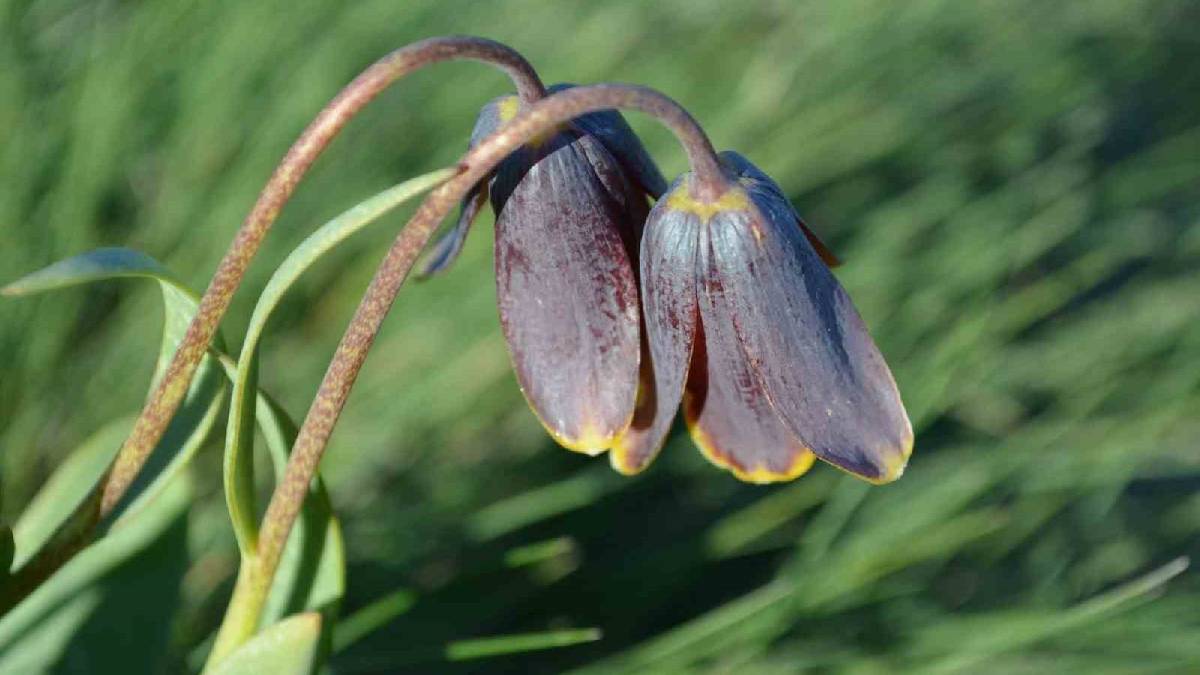 Yılda sadece bir kez açıyor! Simav Dağı eşsiz türle şenlendi
