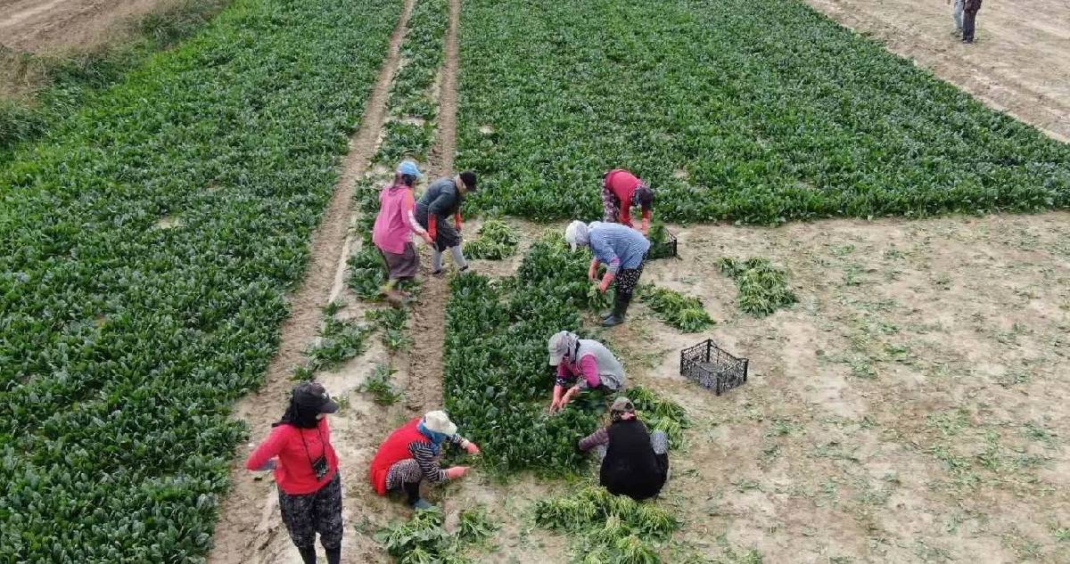 Bir kez eken çokça verim alıyor! 20 kat hasat imkanı sağlıyor, çiftçinin cebi doluyor