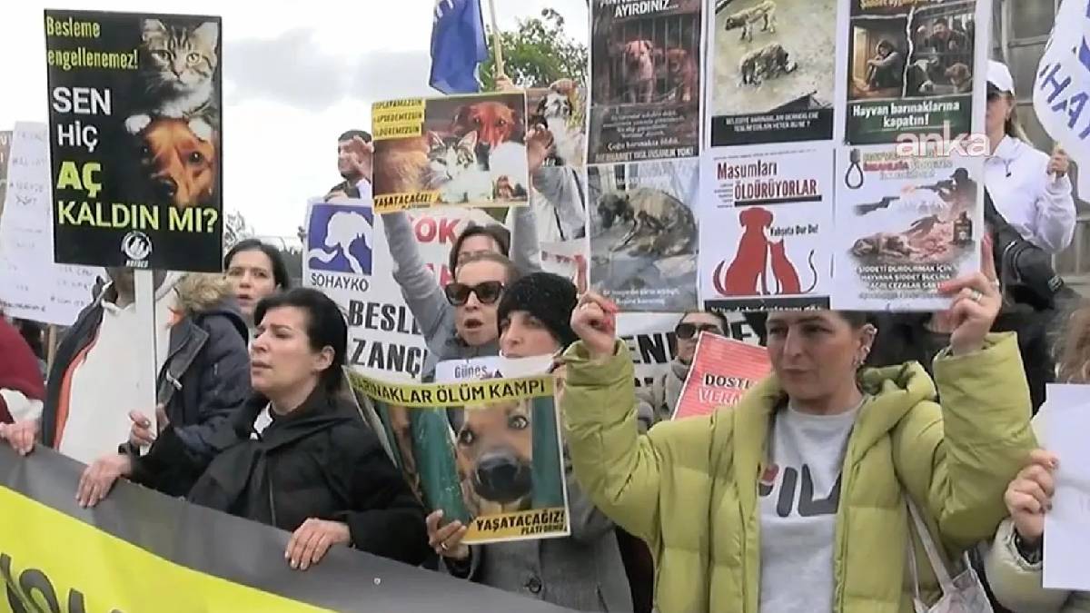 İstanbul’da hayvan hakları kararı: Toplatma ve “ötanazi” maddeleri geri çekildi