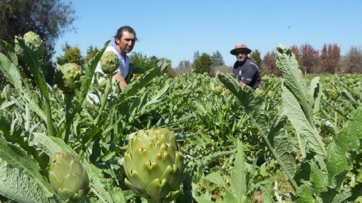 Karaciğer dostu üründe hasat sürüyor! Yılda 11.000 ton ürün elde ediliyor