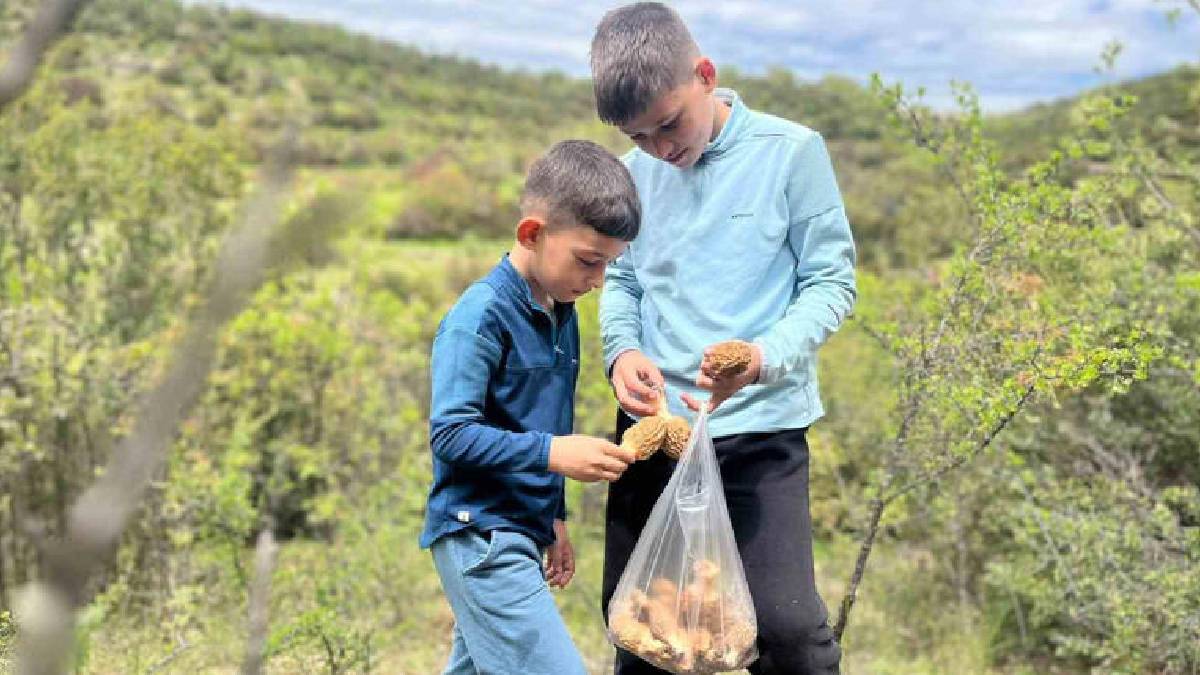 Güneş yüzünü gösterince ormanlarda tek tek çıktı: Kilosu 2.000 TL!