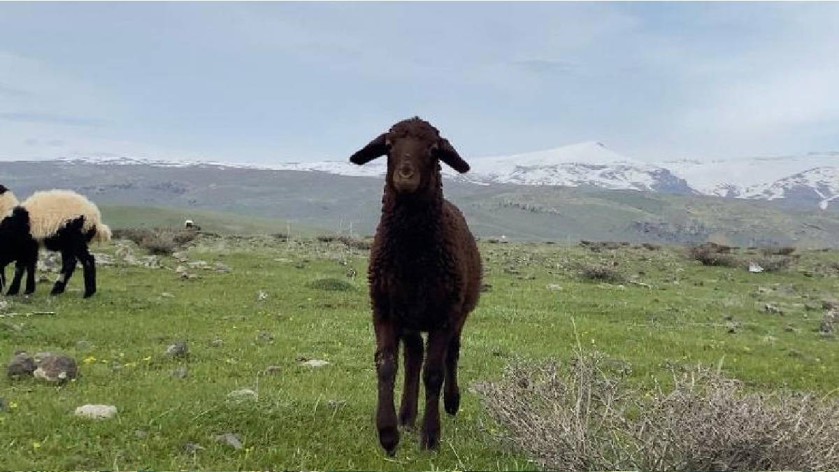 Güneş açtı hareketlilik başladı! Küçükbaşlar meraları şenlendirdi