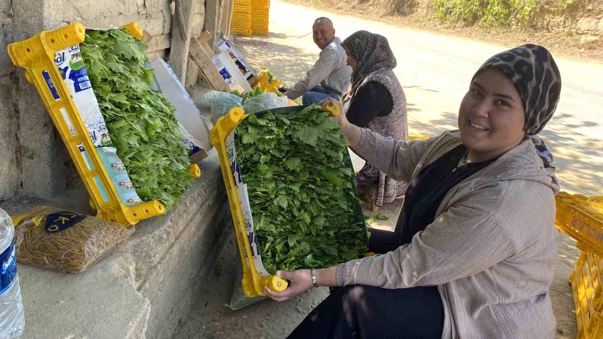 Fiyatı üzümü geçti! 120 TL’den çiftçiye peşin gelir sağlıyor