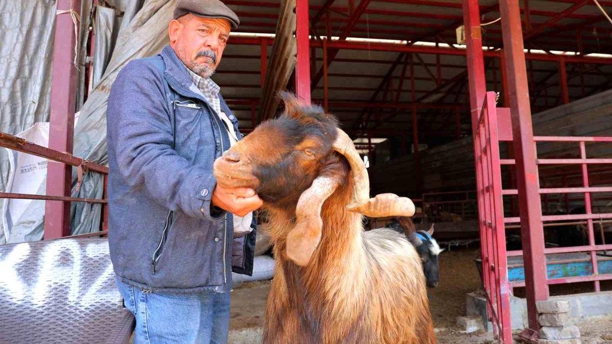 Kurbanlıklarda indirimli satış başladı! Esnaftan örnek hareket