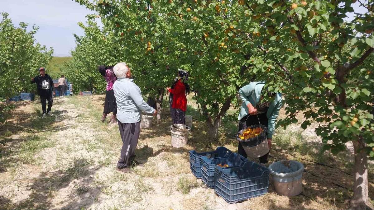 Mersin’de hasat vakti! 300 bin ton rekolte bekleniyor, fiyatı 250 TL’yi buluyor