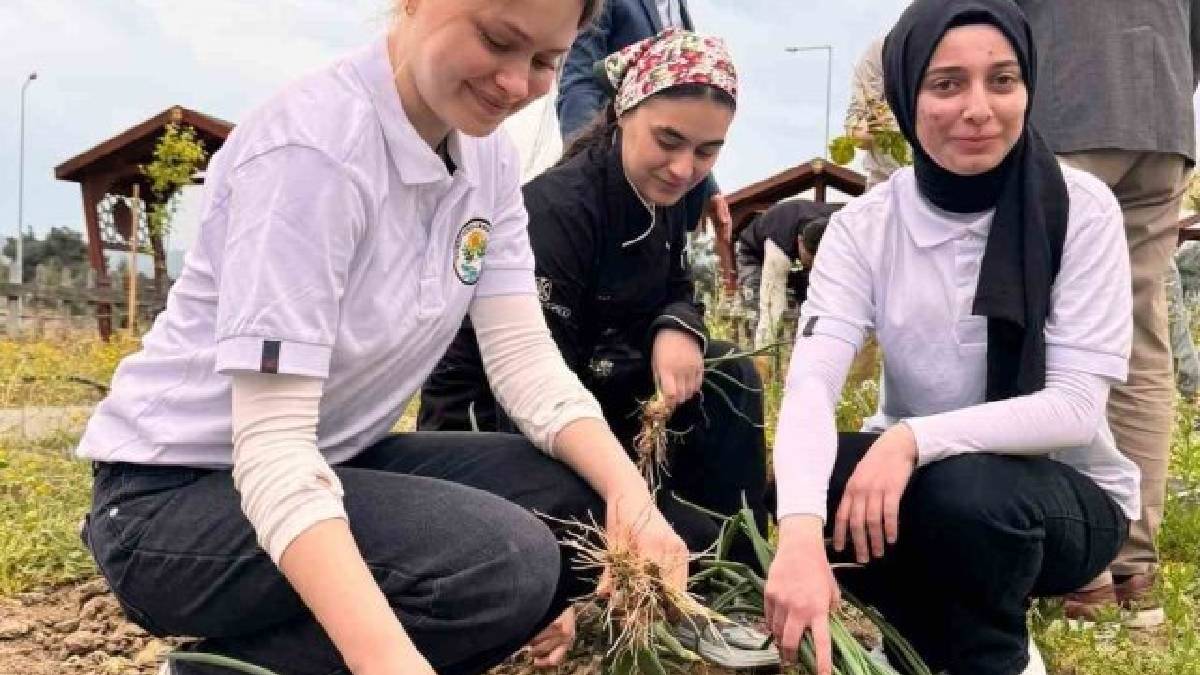 Kendileri yetiştirdi kendileri topladı! Fakülte hasadı başladı