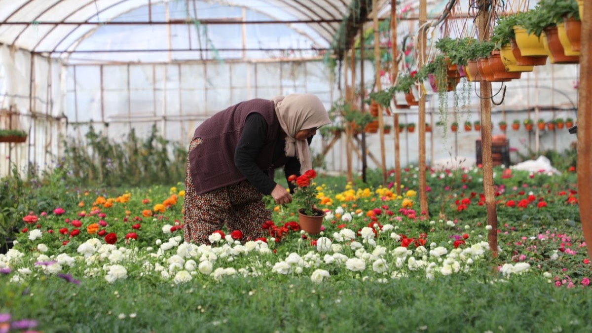 Muğla’da alım garantili çiçek üretimiyle kadınlar destekleniyor