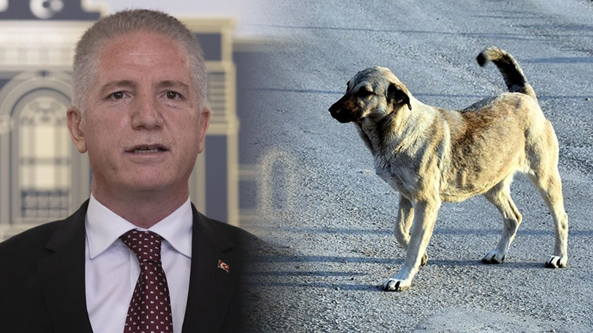 Vali Gül’den belediyelere ultimatom: Sokaklarda tek bir köpek bulunmayacak