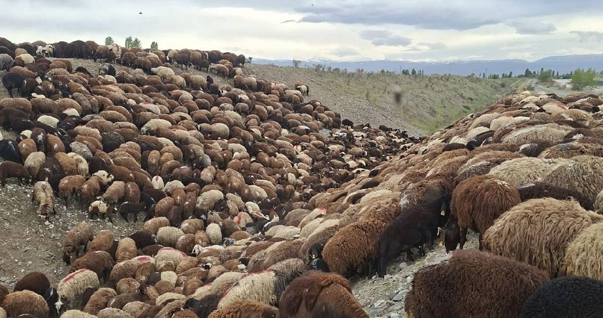 Arı saldırısı faciaya dönüştü: Bine yakın koyun öldü