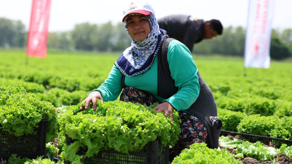 Doğu’nun Çukurovası’nda hasat heyecanı! 200 ton üzeri verim bekleniyor