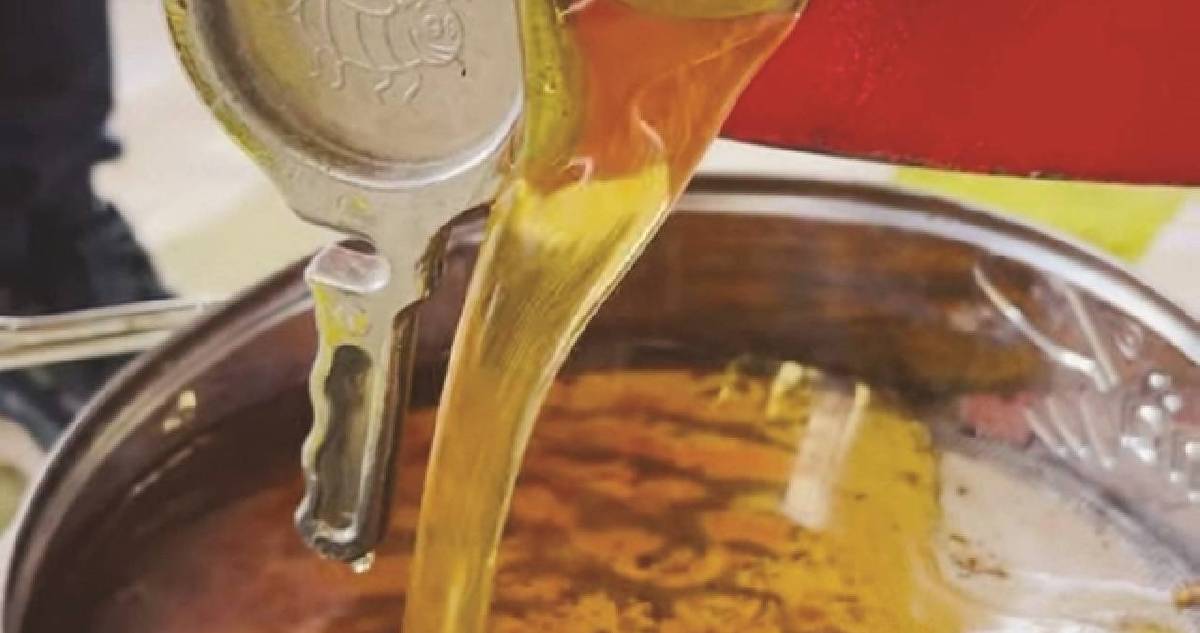 İlk hasat tamamlandı! Altın sarısı rengiyle böyle ekonomisini canlandırıyor: Kilosu 1500 TL