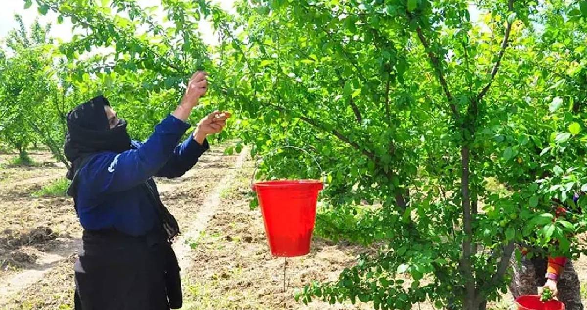 Sabah erkeden toplanıyor, verimi üreticiyi sevindiriyor! Dumanlı papaz eriğinde hasat vakti
