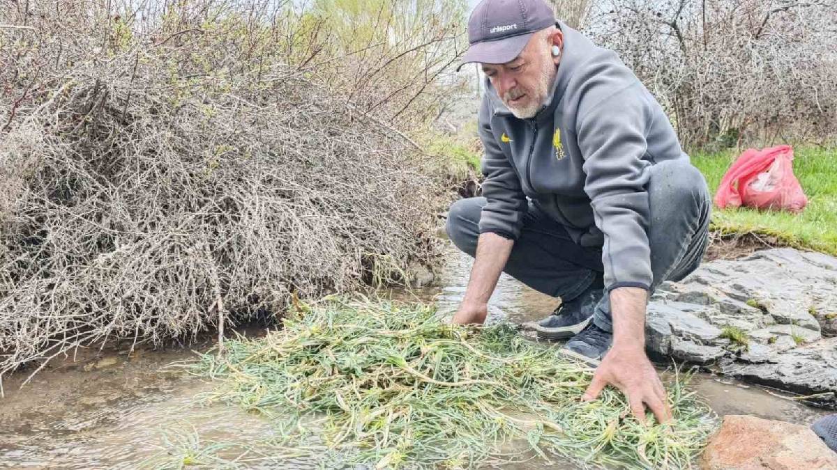 Kilosu 600 TL’yi gördü! Yere çöküp tek tek topluyorlar