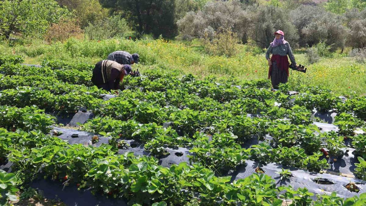 Tarlada 90, markette 150 TL! Hatay’da  hasat başladı