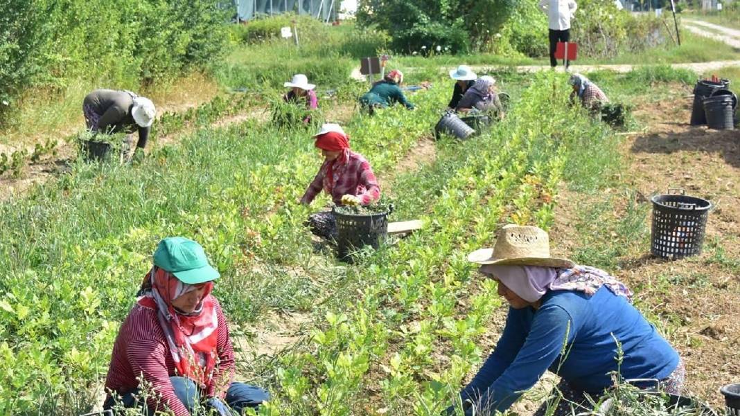 Çiftçiye 'Jandarma' tehditli haciz şoku: Kanuna rağmen evleri ve traktörleri satışa çıkarıldı...