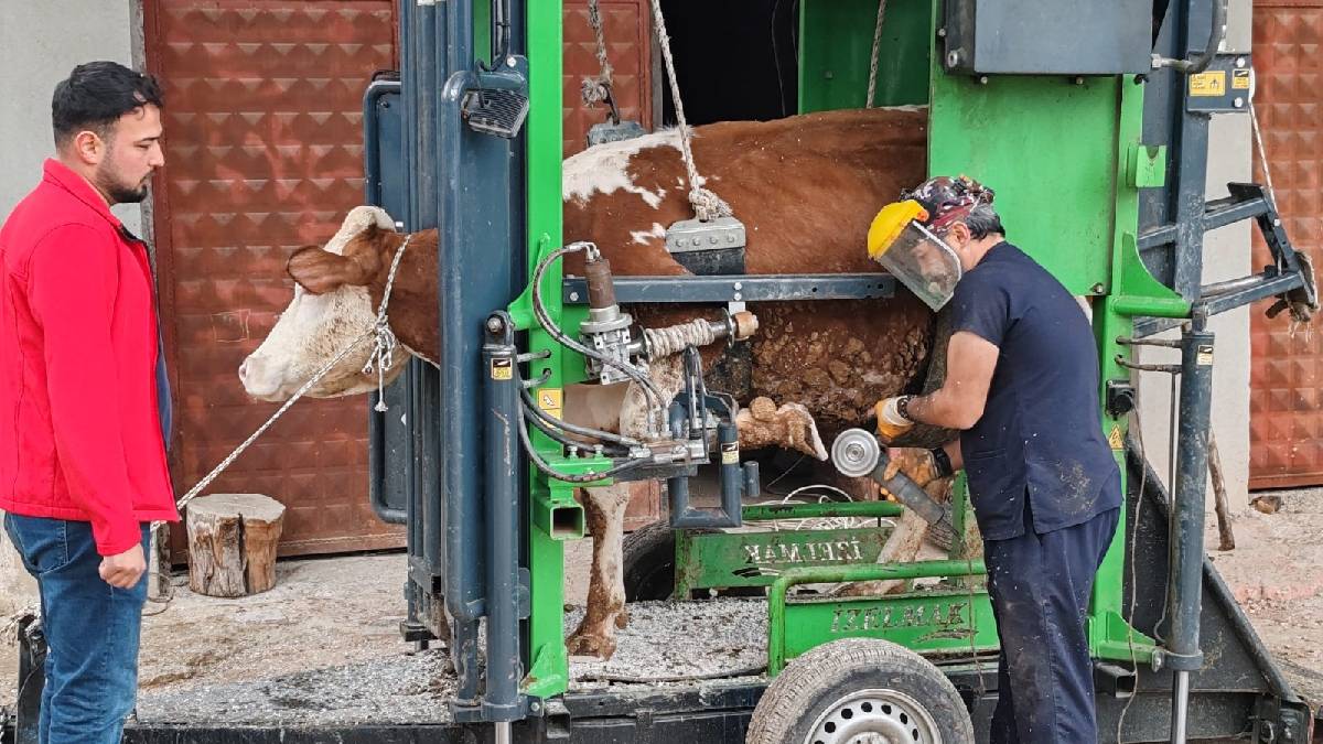 Antalya Büyükşehirden üreticiye destek: Korkuteli’nde büyükbaş hayvanlara yönelik ücretsiz tırnak bakımı yapıldı