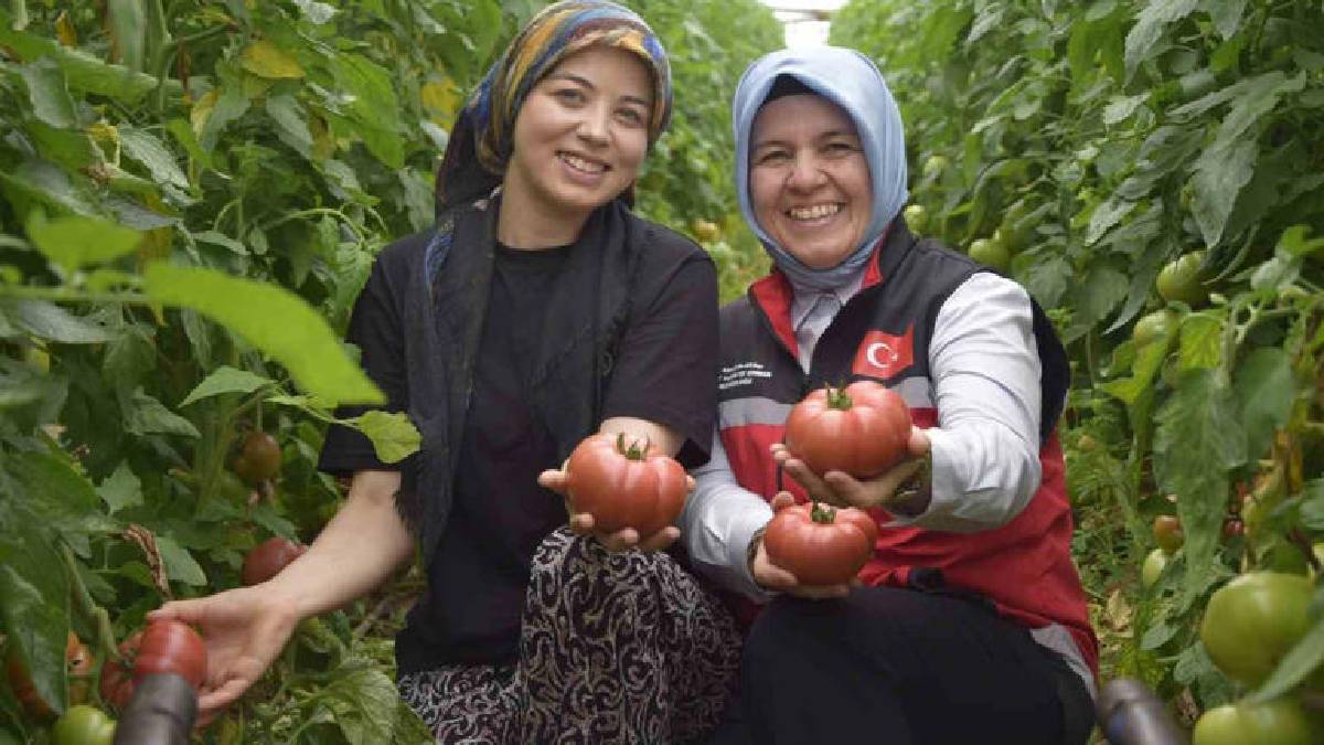 Üretimde aktif kadın eli! 550.000 ton ürün bekleniyor