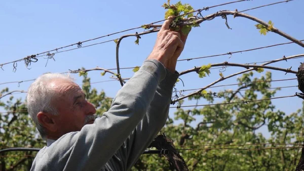 2025’te rekolte %80 düşmüştü! Üretici bu yıl üzüme ‘Bebek’ gibi bakıyor