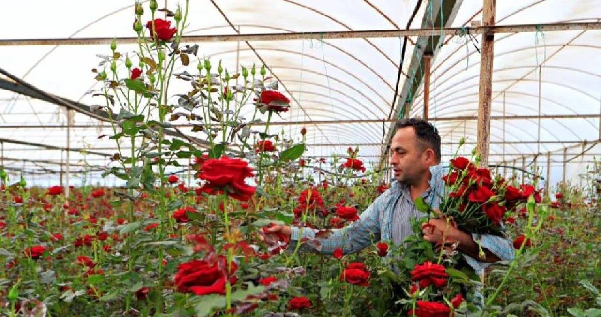 Anneler gününü fırsat biliyorlar! Üreticide 20 TL’ye satılıyor, çiçekçilerde 200 TL’ye