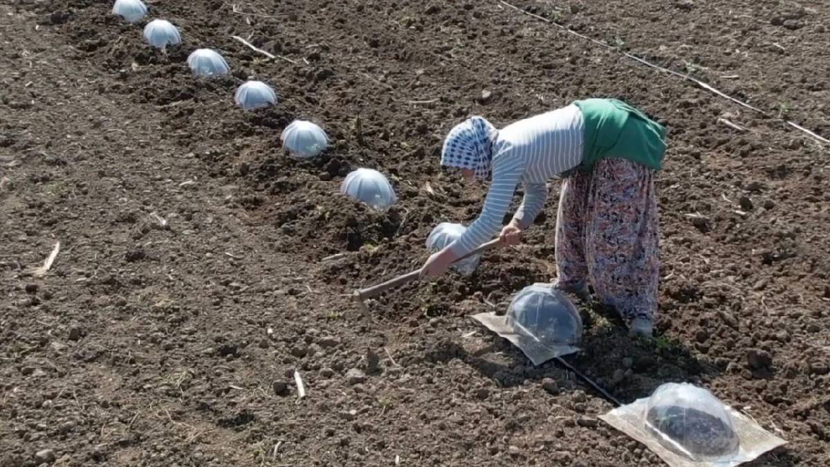 Sofraya gelme süreci en zahmetli ürün! Çiftçi büyük emek harcıyor