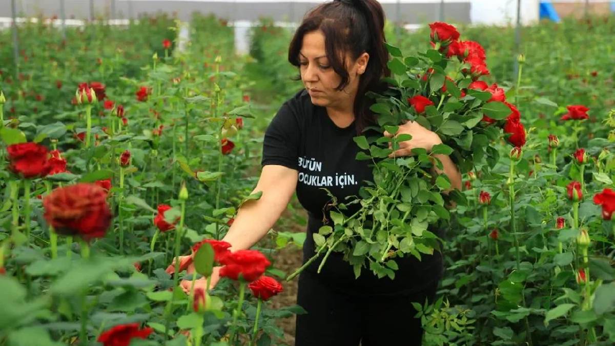 Fiyat farkı üreticiyi zorluyor! Serada 5 çiçekçide 100 TL