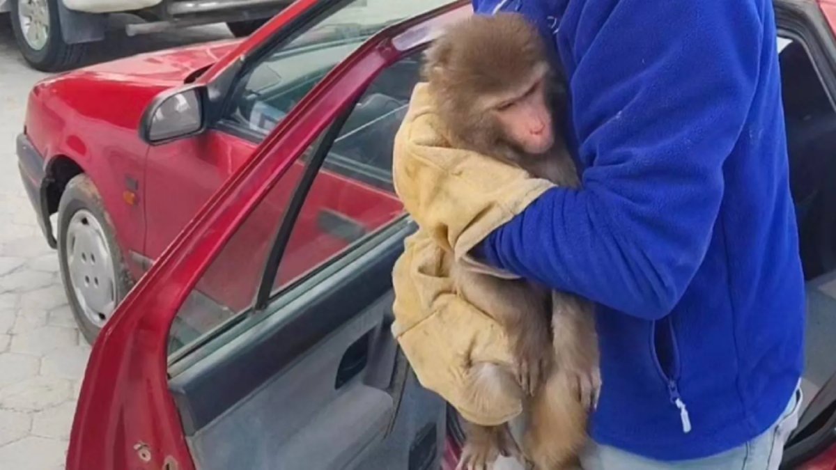 Yozgat'ta bulunan Hint şebeği korumaya alındı