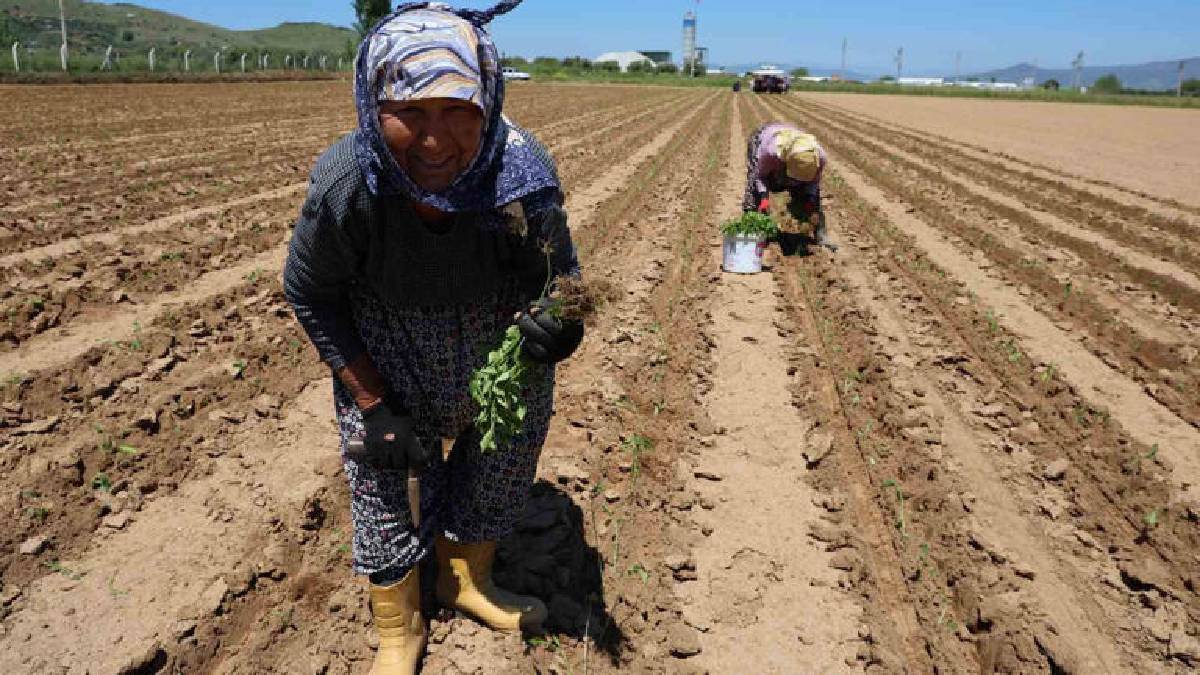Sabah erkenden tarlanın yolunu tutuyorlar! Tohumla toprağı buluşturuyorlar