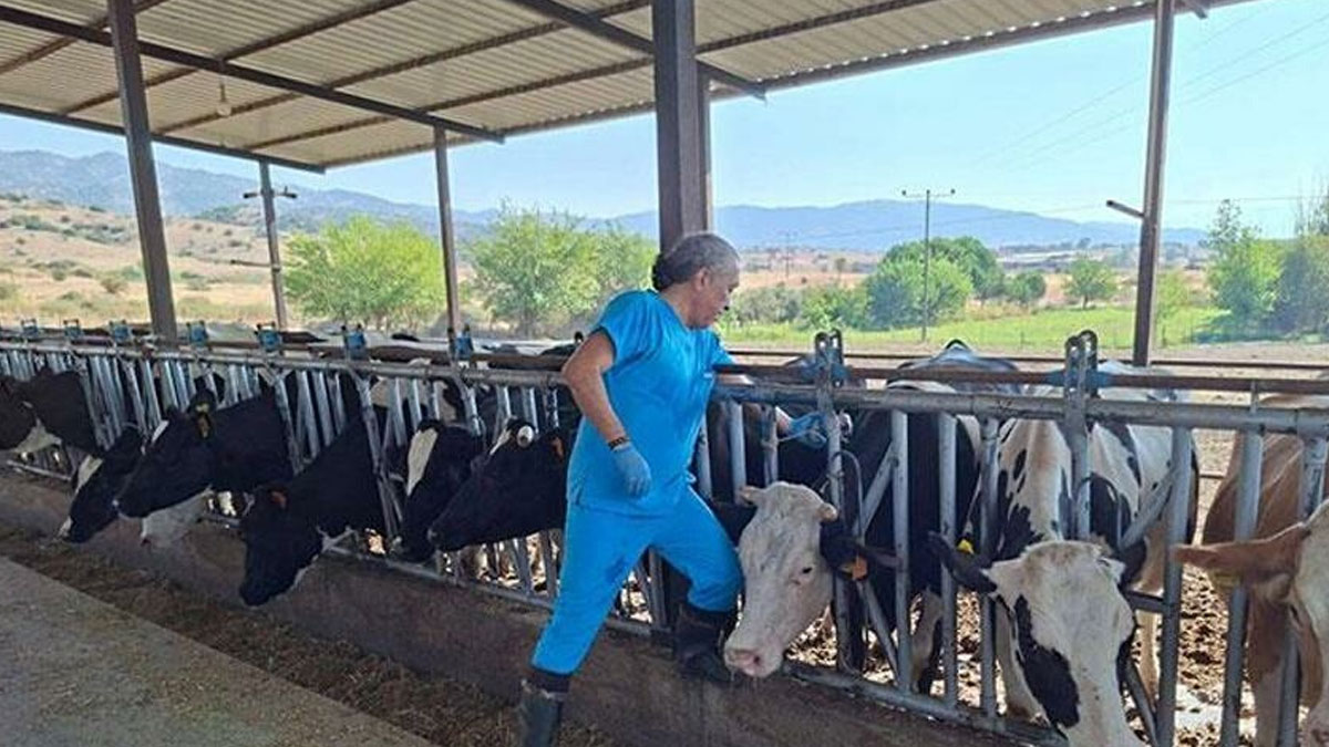 Aydın’da şap alarmı: 17 mahallede karantina