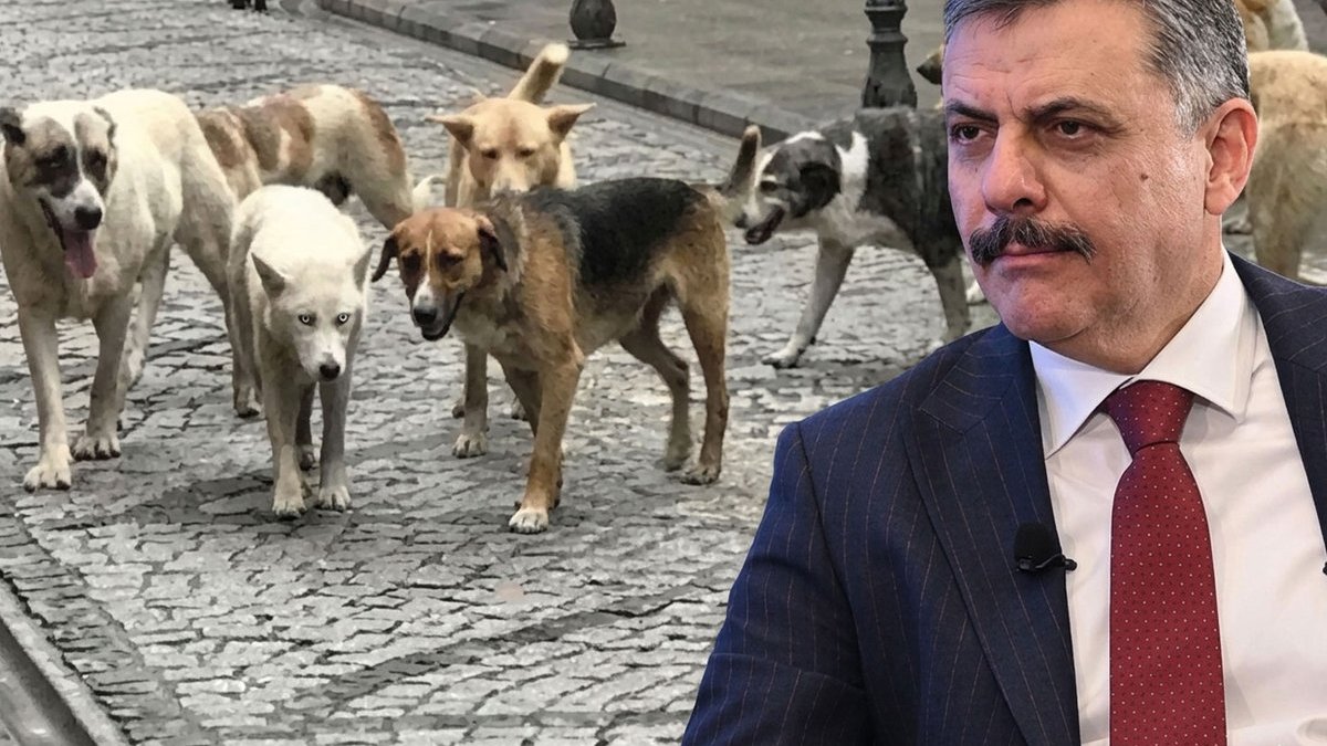 Bakan Çiftçi: Sahipsiz sokak hayvanlarının yüzde 80'i toplandı, Ekime kadar tamamlanacak