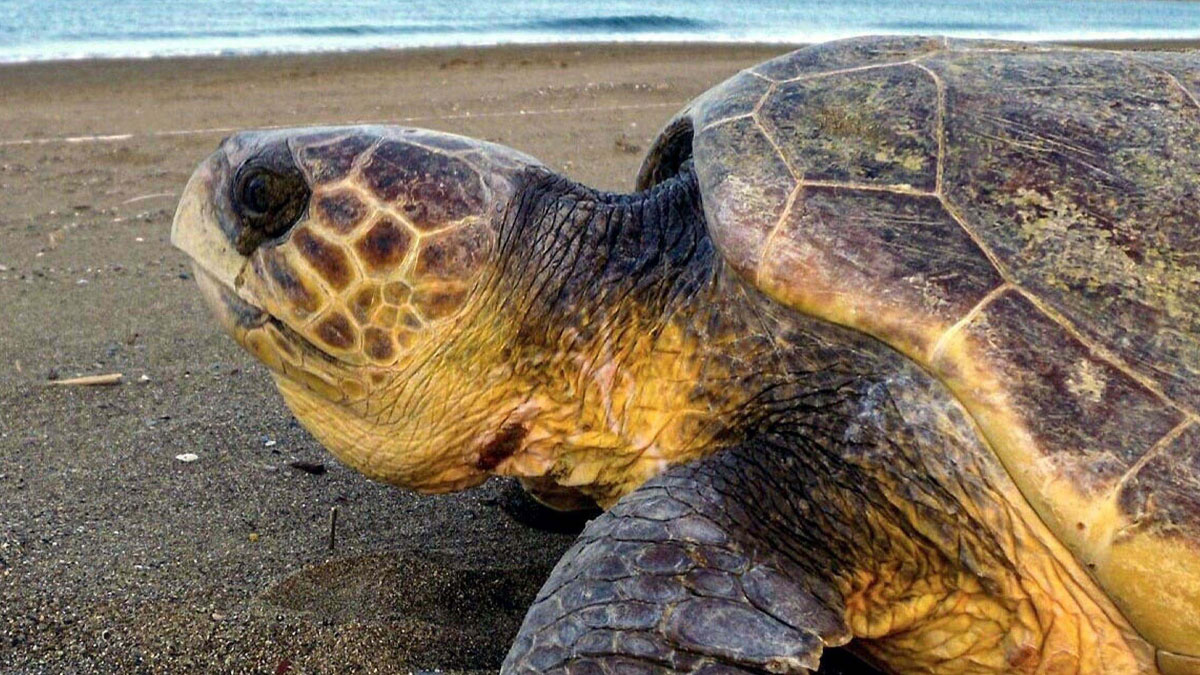İztuzu Sahili’nde caretta caretta sezonu başladı