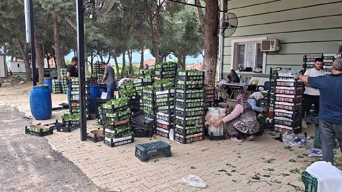 Sabah erkenden mesai başlıyor! Tüccarlar kilosunu 100 TL’den alıyor
