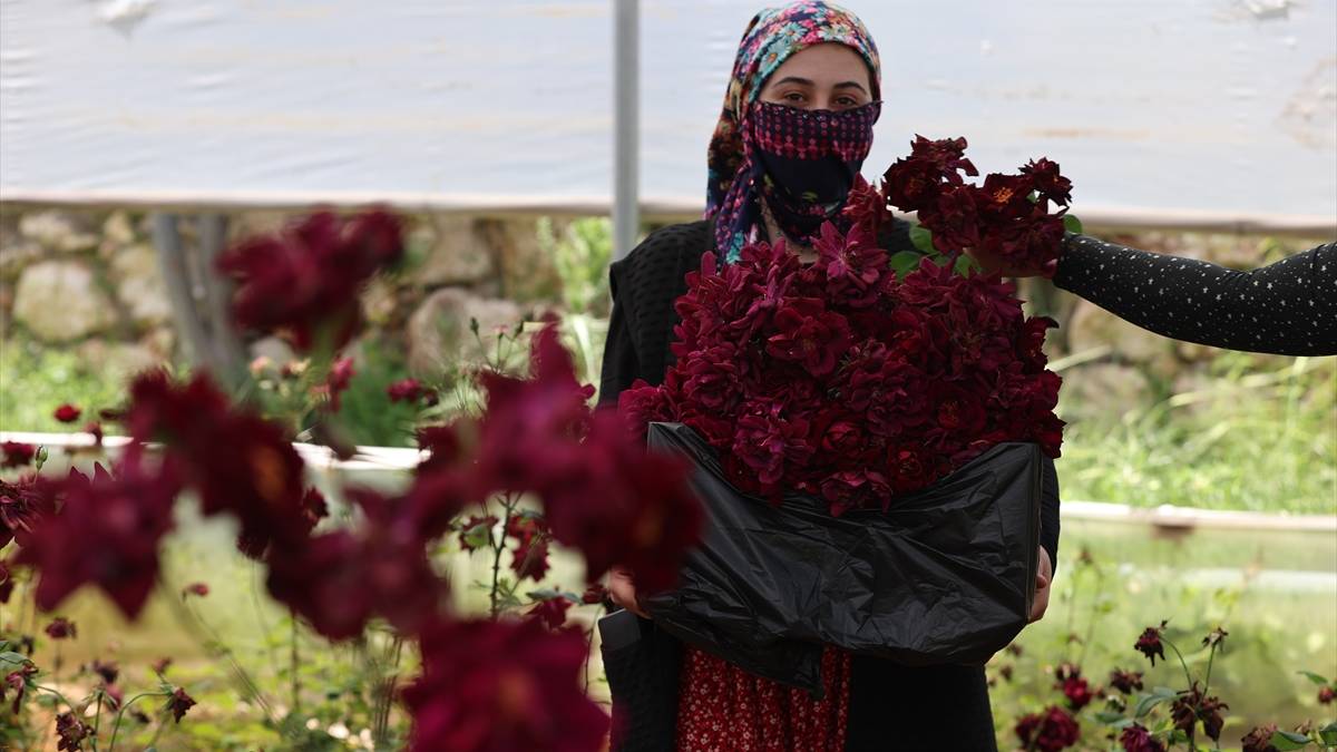 Yetiştiği toprağa sadık tek ürün! Tescilli ‘Karagülde’ hasat vakti