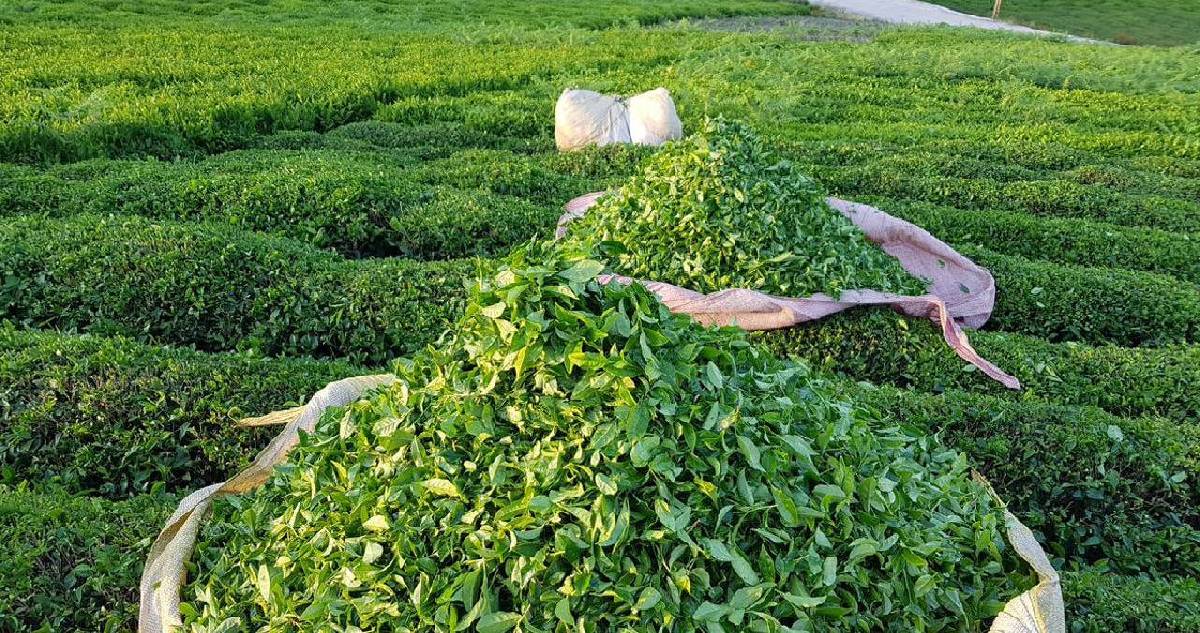 Avrupa’nın yeni şampiyonu belli oldu! Boş arazide bile yetişiyor, İngiltere’yi bile solladı geçti