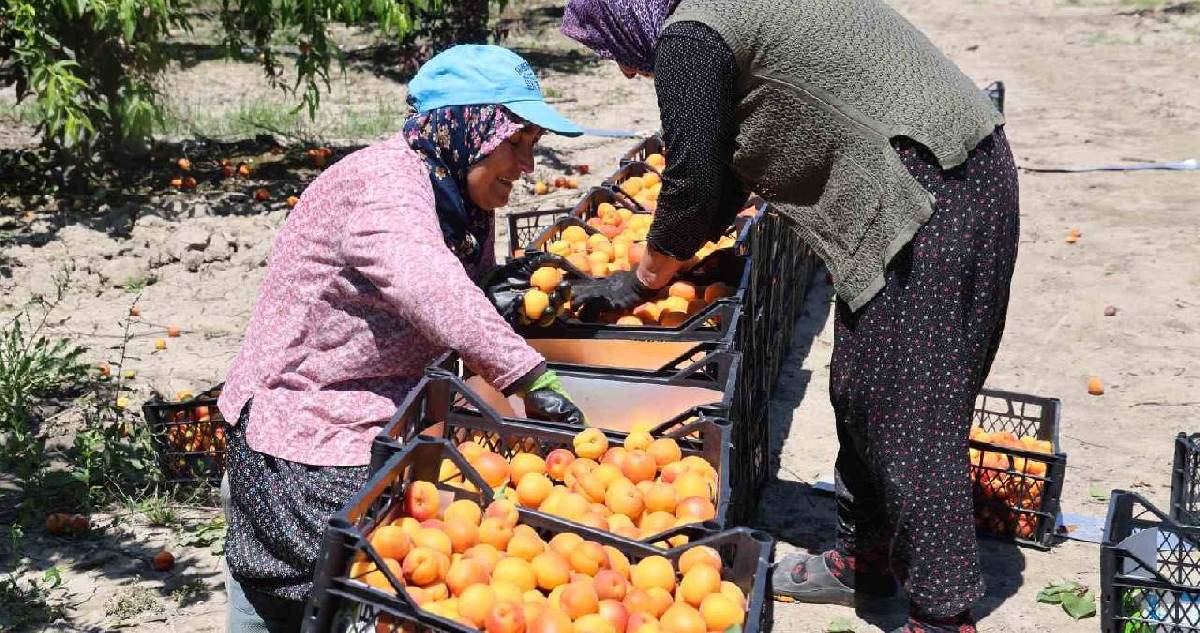 Çukurova’da yetişiyor, kilosu 60 TL’den satılıyor! İşçiler yoğun mesaiyle çalışıyor
