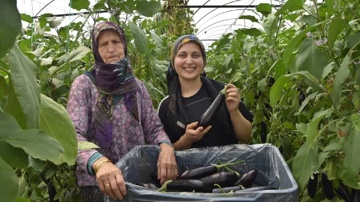 Nineden toruna geçen üretim! 3 kuşaktır yaz-kış demeden hasat yapıyorlar
