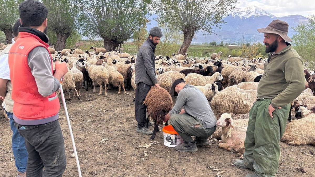 Türkiye’de bir ilk! Afgan çobanlar asgari ücretle göreve başladı