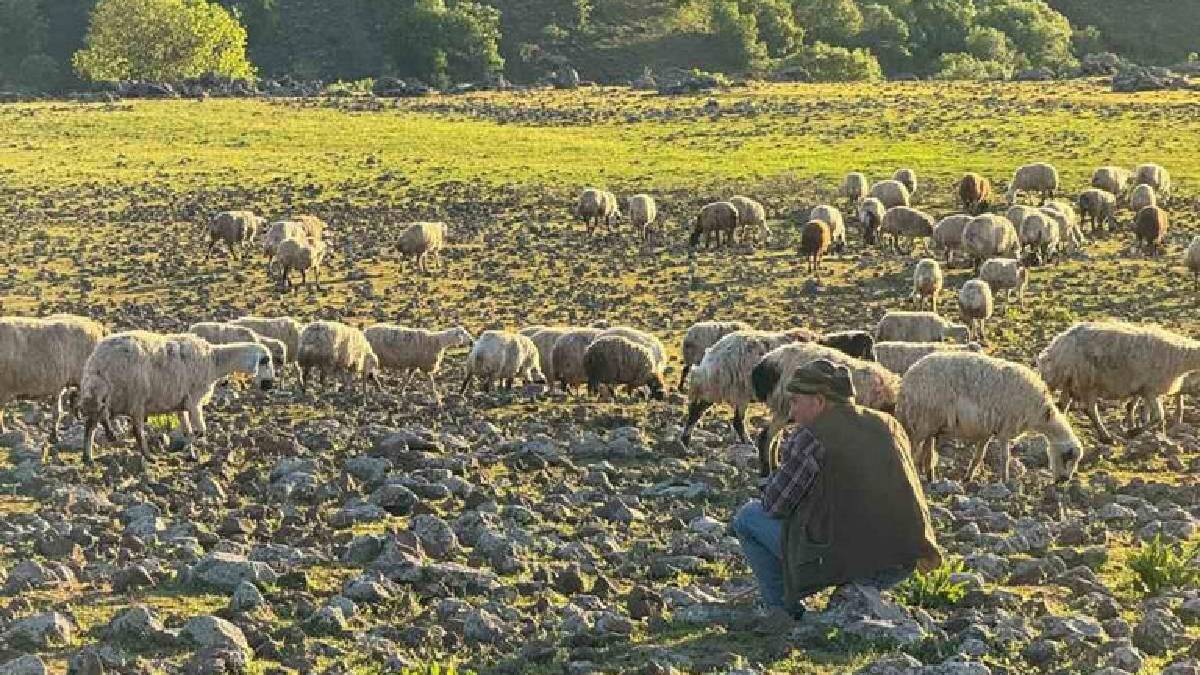 Tek ekmek kapıları hayvancılık! Meşakkatli ve zorlu yolculukları başladı