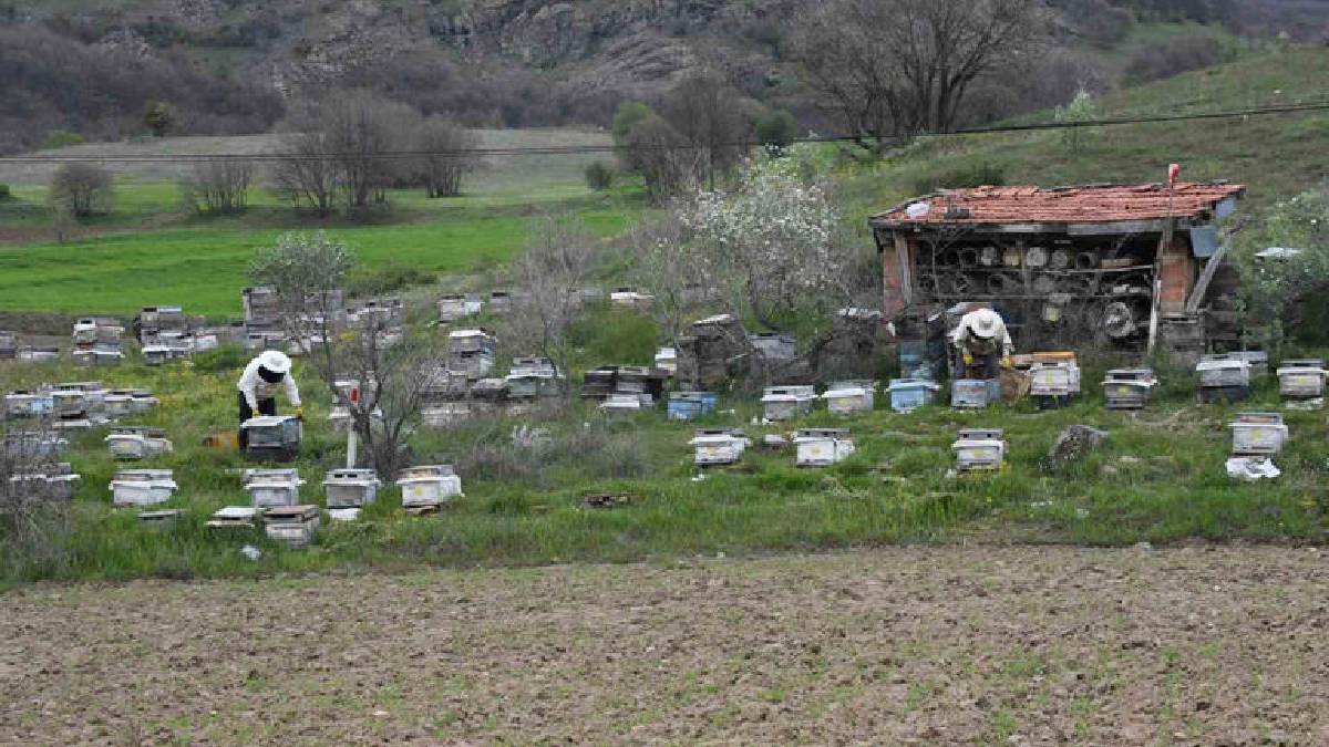 Dede mesleğini köyünde sürdürüyor! Kovan başına 15 kg bal hedefliyor