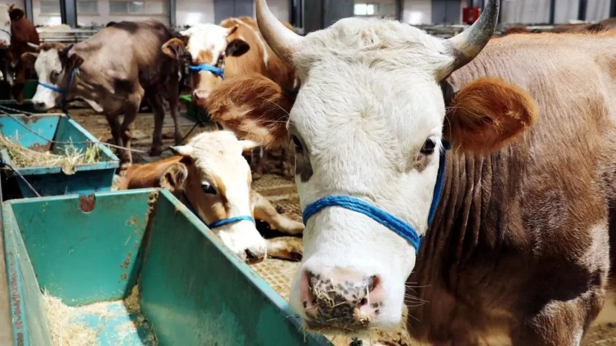 Kurbanlıkta iki markette rekabet başladı: Migros mu CarrefourSA mı? İşte 2026’nın en ucuz hisse fiyatları