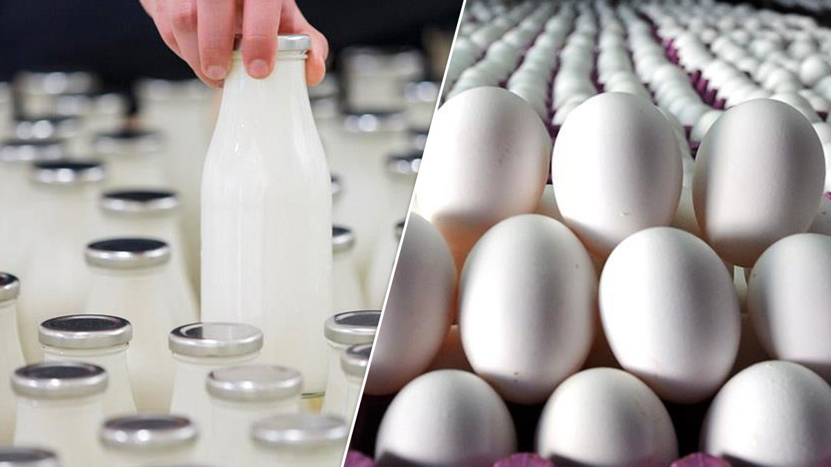TÜİK: Martta süt üretimi geriledi, yumurta üretimi yükseldi