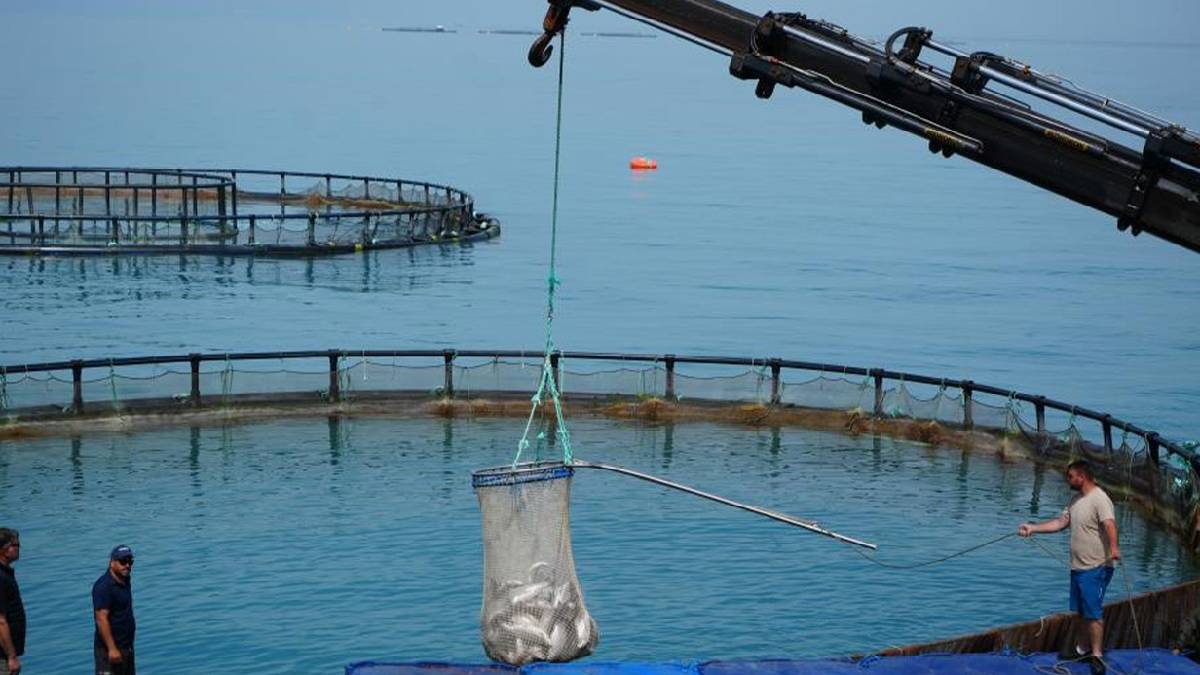 Samsun’dan tüm Karadeniz’e yayıldı! Hedef 200.000 ton üretim