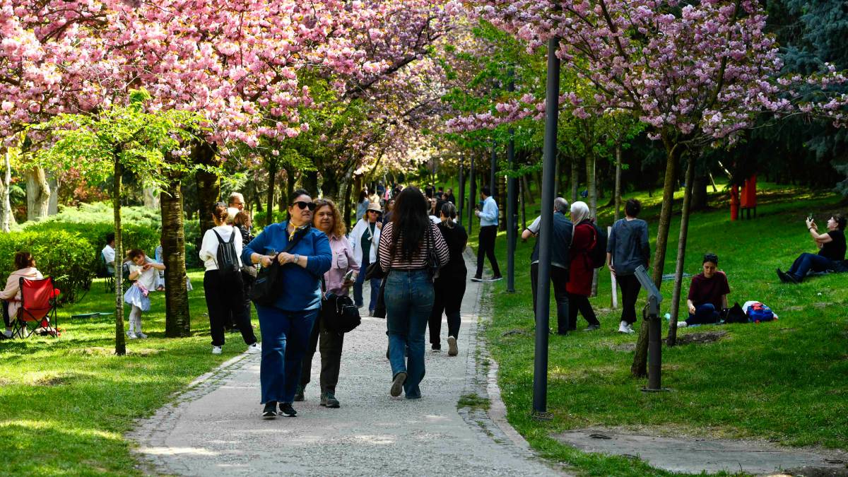 Baharın simgesi sakuralar çiçek açtı