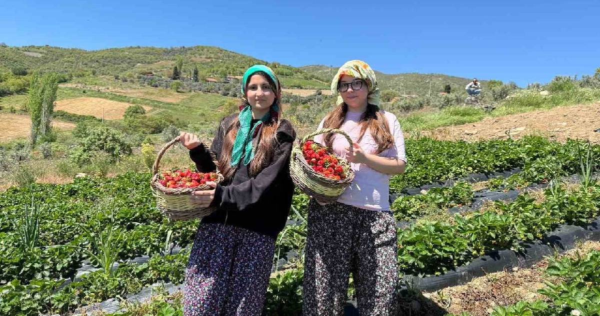 Gençler topladı, hasadı tamamlandı! Salihli’de çilekler sofralara ulaştırılacak