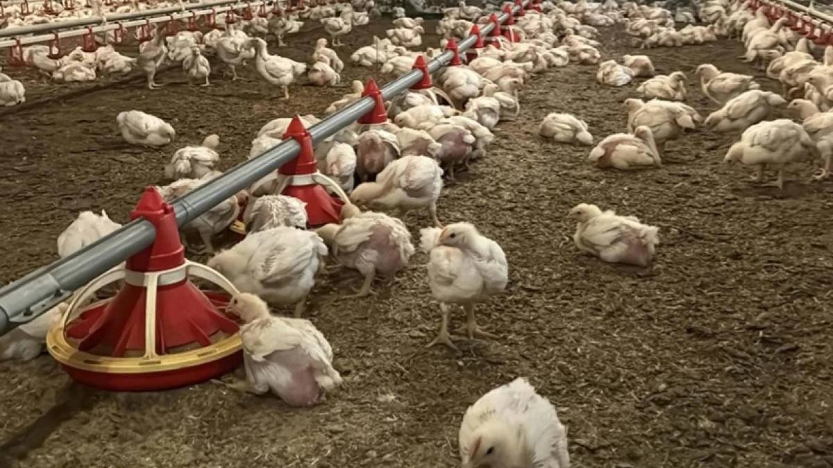 Yıllık 50 milyon yumurta üretiyordu: 43 yıllık şirket için iflas kararı